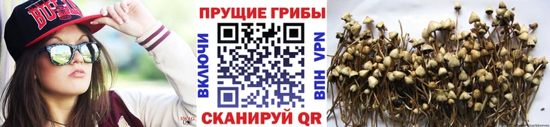 Купить закладки  Змеиногорск  Псилоцибиновые грибы Psilocybe 